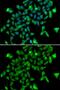 Aspartoacylase antibody, GTX55521, GeneTex, Immunofluorescence image 