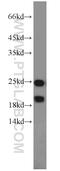 Parkinsonism Associated Deglycase antibody, 11681-1-AP, Proteintech Group, Western Blot image 