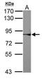 Ribosomal Protein S6 Kinase A3 antibody, PA5-29214, Invitrogen Antibodies, Western Blot image 