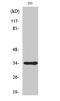 SH2 domain-containing protein 5 antibody, A16472-1, Boster Biological Technology, Western Blot image 