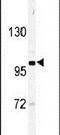 EPH Receptor A6 antibody, PA5-14584, Invitrogen Antibodies, Western Blot image 