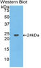 MTOR Associated Protein, LST8 Homolog antibody, LS-C293983, Lifespan Biosciences, Western Blot image 