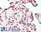 Stromal Antigen 1 antibody, LS-B11283, Lifespan Biosciences, Immunohistochemistry frozen image 
