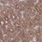 WD Repeat Domain 59 antibody, PA5-59420, Invitrogen Antibodies, Immunohistochemistry frozen image 