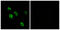 G Protein-Coupled Receptor 27 antibody, LS-C120714, Lifespan Biosciences, Immunofluorescence image 