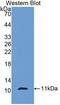 Pro-Platelet Basic Protein antibody, LS-C301705, Lifespan Biosciences, Western Blot image 