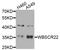 BUD23 RRNA Methyltransferase And Ribosome Maturation Factor antibody, STJ29456, St John