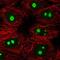 KNOP1 antibody, NBP2-55695, Novus Biologicals, Immunofluorescence image 