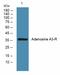 Adenosine receptor A3 antibody, A07112-1, Boster Biological Technology, Western Blot image 