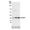 Guanidinoacetate N-methyltransferase antibody, NBP2-34854, Novus Biologicals, Western Blot image 