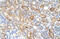 ALG11 Alpha-1,2-Mannosyltransferase antibody, 29-997, ProSci, Immunohistochemistry frozen image 