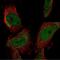 Small Ubiquitin Like Modifier 4 antibody, NBP2-34073, Novus Biologicals, Immunofluorescence image 