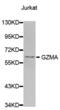 Granzyme A antibody, abx000553, Abbexa, Western Blot image 