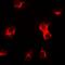Sarcoglycan Delta antibody, orb382034, Biorbyt, Immunofluorescence image 