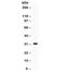 Snail Family Transcriptional Repressor 3 antibody, R32257, NSJ Bioreagents, Western Blot image 