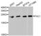 Translocase Of Inner Mitochondrial Membrane 10B antibody, PA5-76400, Invitrogen Antibodies, Western Blot image 