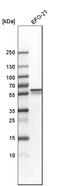 Secreted Phosphoprotein 1 antibody, HPA027541, Atlas Antibodies, Western Blot image 