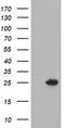 Thymidylate kinase antibody, TA503490S, Origene, Western Blot image 