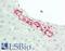 Complement Factor H Related 5 antibody, LS-B13746, Lifespan Biosciences, Immunohistochemistry paraffin image 