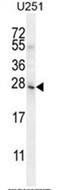 Class A basic helix-loop-helix protein 15 antibody, AP50372PU-N, Origene, Western Blot image 