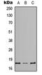 REG-4 antibody, MBS8241276, MyBioSource, Western Blot image 