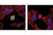 Nucleophosmin 1 antibody, 3517S, Cell Signaling Technology, Immunocytochemistry image 