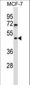 WD Repeat Domain 88 antibody, LS-C160609, Lifespan Biosciences, Western Blot image 