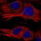 C1q And TNF Related 12 antibody, PA5-54980, Invitrogen Antibodies, Immunofluorescence image 