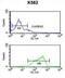 Hyaluronan Synthase 2 antibody, abx032586, Abbexa, Western Blot image 