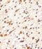 Neural Cell Adhesion Molecule 1 antibody, MBS9207972, MyBioSource, Immunohistochemistry paraffin image 