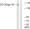 Interleukin 6 Signal Transducer antibody, LS-C198749, Lifespan Biosciences, Western Blot image 