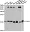 Cytochrome C Oxidase Subunit 4I1 antibody, STJ28647, St John