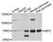 Myeloperoxidase antibody, abx135718, Abbexa, Western Blot image 