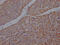 Ubiquinol-Cytochrome C Reductase Core Protein 2 antibody, CSB-RA229127A0HU, Cusabio, Immunohistochemistry paraffin image 