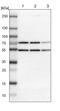 RNA Binding Motif Protein 22 antibody, PA5-51618, Invitrogen Antibodies, Western Blot image 