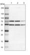 RBM22 antibody, PA5-51618, Invitrogen Antibodies, Western Blot image 