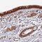 Chromosome 7 Open Reading Frame 50 antibody, PA5-62583, Invitrogen Antibodies, Immunohistochemistry frozen image 