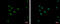 Zinc Finger Protein 33A antibody, GTX121369, GeneTex, Immunofluorescence image 