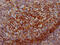 CD55 Molecule (Cromer Blood Group) antibody, CSB-RA440943A0HU, Cusabio, Immunohistochemistry frozen image 