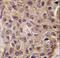 2'-5'-Oligoadenylate Synthetase 1 antibody, LS-C100473, Lifespan Biosciences, Immunohistochemistry frozen image 