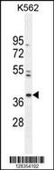 Purine Rich Element Binding Protein G antibody, 55-290, ProSci, Western Blot image 