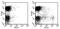 CD11C antibody, 12-0114-83, Invitrogen Antibodies, Flow Cytometry image 