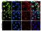 Ubiquitin Specific Peptidase 7 antibody, 712374, Invitrogen Antibodies, Immunofluorescence image 