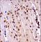 NIMA Related Kinase 3 antibody, LS-C164495, Lifespan Biosciences, Immunohistochemistry frozen image 