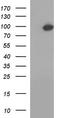 NAD Synthetase 1 antibody, TA590494, Origene, Western Blot image 