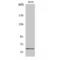 Growth Factor Receptor Bound Protein 14 antibody, LS-C383836, Lifespan Biosciences, Western Blot image 