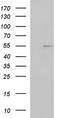 Fibrinogen Gamma Chain antibody, TA507154AM, Origene, Western Blot image 