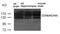 Neural Cell Adhesion Molecule 1 antibody, 79-666, ProSci, Western Blot image 