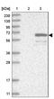 WD Repeat Domain 49 antibody, NBP1-83510, Novus Biologicals, Western Blot image 