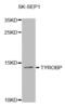 TYRO Protein Tyrosine Kinase Binding Protein antibody, abx004123, Abbexa, Western Blot image 